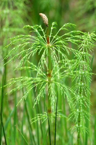 Equisetum sylvaticum Wood Horsetail, Woodland horsetail