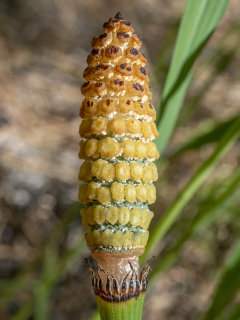 Equisetum laevigatum Smooth Horsetail Equisetum laevigatum Smooth Horsetail