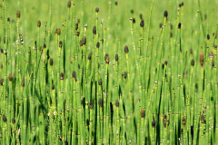 Equisetum laevigatum Smooth Horsetail Equisetum laevigatum Smooth Horsetail