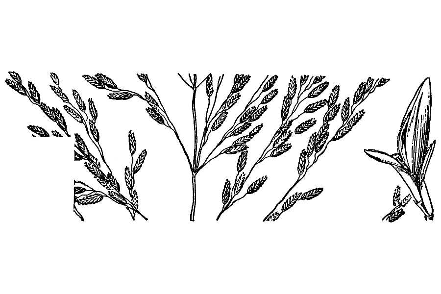 Eragrostis caroliniana Tufted lovegrass
