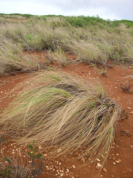 Eragrostis curvula Weeping Love Grass