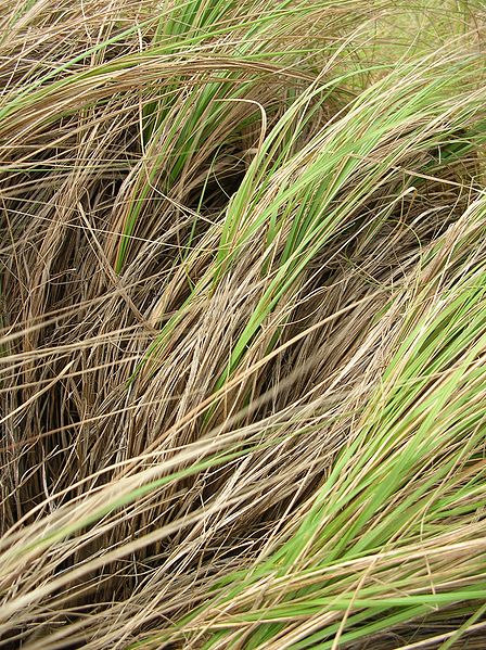 Eragrostis curvula Weeping Love Grass
