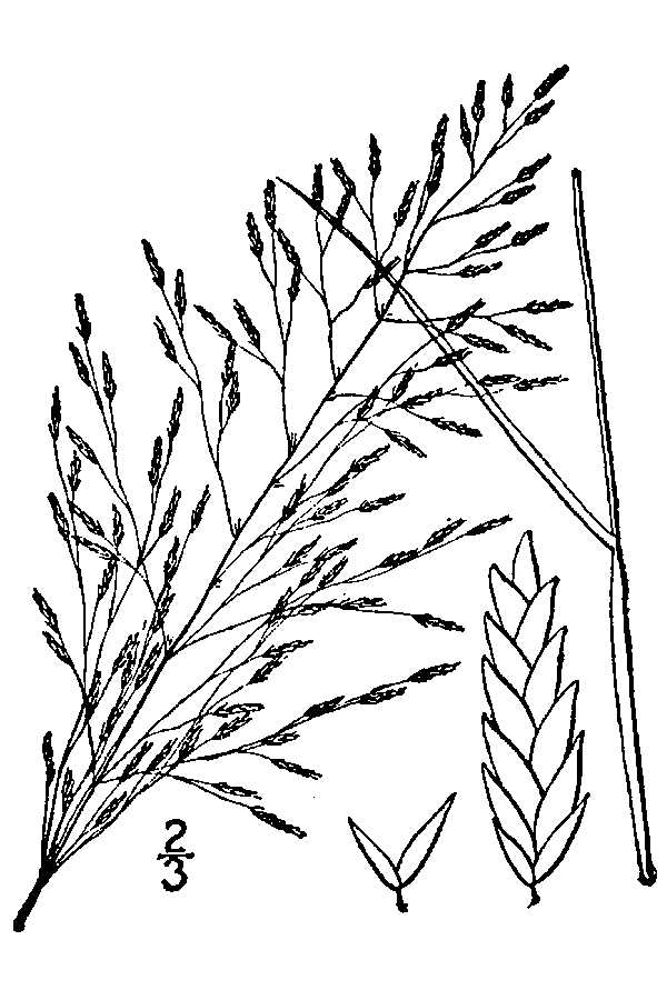 Eragrostis pilosa Soft Love Grass, Indian lovegrass