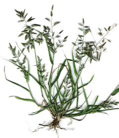 Eragrostis cilianensis Gray Love Grass
