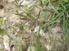 Eragrostis cilianensis Gray Love Grass