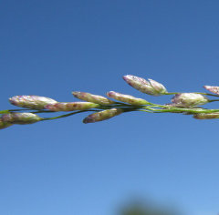 Eragrostis mexicana Mexican Love Grass Eragrostis mexicana Mexican Love Grass