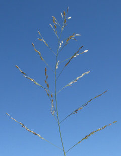 Eragrostis mexicana Mexican Love Grass Eragrostis mexicana Mexican Love Grass