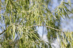 Eremophila longifolia 