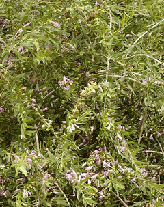 Eremophila maculata Spotted Emubush