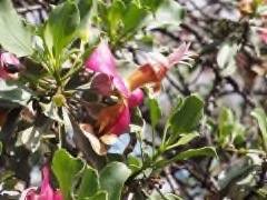 Eremophila fraseri Burra, Turpentine bush
