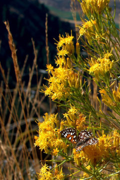 Ericameria nauseosa ssp. consimilis Gray Rabbitbrush