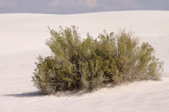 Ericameria nauseosa ssp. consimilis Gray Rabbitbrush