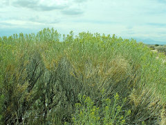 Ericameria nauseosa ssp. nauseosa Chamisa, Gray Rabbitbrush