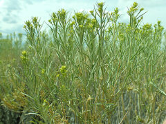 Ericameria nauseosa ssp. nauseosa Chamisa, Gray Rabbitbrush