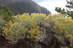 Ericameria nauseosa var. bigelovii Bigelow’s Gray Rabbitbrush
