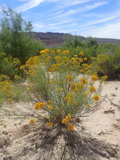 Ericameria nauseosa var. bigelovii Bigelow’s Gray Rabbitbrush