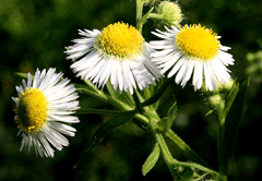 Erigeron annuus Annual Fleabane, Eastern daisy fleabane