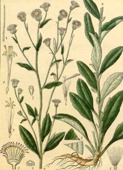 Erigeron pulchellus Robin’s plantain, blue spring daisy, hairy fleabane
