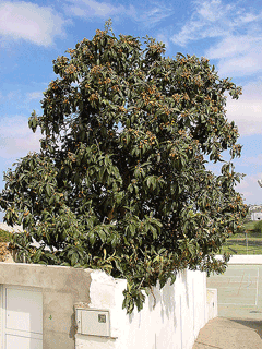 Eriobotrya japonica Loquat, Japanese Loquat