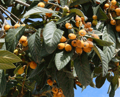 Eriobotrya japonica Loquat, Japanese Loquat