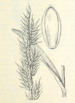 Eriochloa aristata Bearded Cupgrass