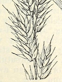 Eriochloa aristata Bearded Cupgrass