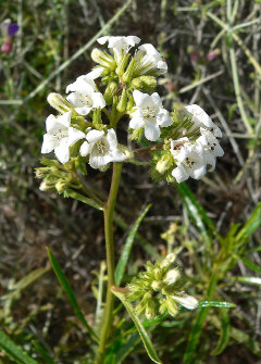 Eriodictyon angustifolium Narrowleaf Yerba Santa Eriodictyon angustifolium Narrowleaf Yerba Santa