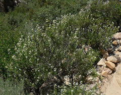 Eriodictyon angustifolium Narrowleaf Yerba Santa Eriodictyon angustifolium Narrowleaf Yerba Santa