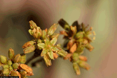 Eriogonum alatum Winged Buckwheat