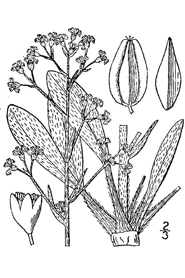 Eriogonum alatum Winged Buckwheat