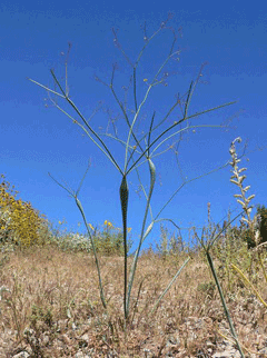 Eriogonum inflatum American Pipeweed, Desert trumpet