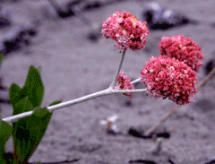 Eriogonum latifolium Seaside Buckwheat