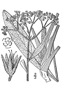 Eriogonum longifolium Longleaf Buckwheat