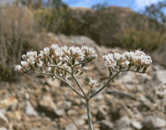 Eriogonum microthecum Slender Buckwheat, Alpine slender buckwheat, San Bernardino buckwheat, Johnston