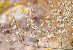 Eriogonum baileyi Bailey’s Buckwheat