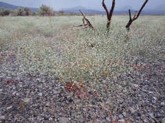 Eriogonum baileyi Bailey’s Buckwheat