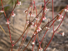 Eriogonum cernuum Nodding Buckwheat