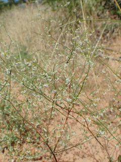 Eriogonum cernuum Nodding Buckwheat