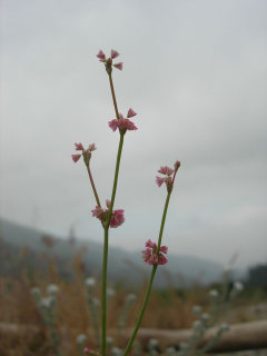 Eriogonum davidsonii Davidson’s Buckwheat