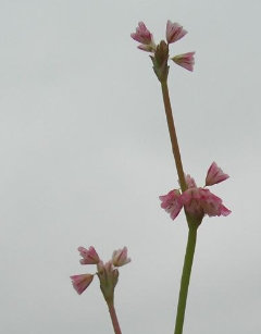 Eriogonum davidsonii Davidson’s Buckwheat