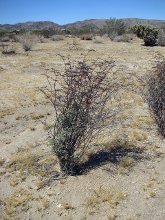 Eriogonum plumatella Yucca Buckwheat Eriogonum plumatella Yucca Buckwheat