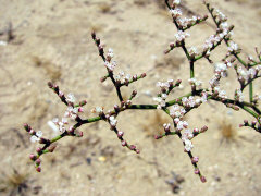 Eriogonum plumatella Yucca Buckwheat Eriogonum plumatella Yucca Buckwheat