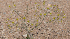 Eriogonum pusillum Yellow Turbans, Puny buckwheat.