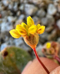 Eriogonum pusillum Yellow Turbans, Puny buckwheat.