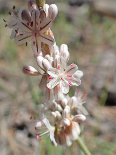 Eriogonum racemosum Redroot Buckwheat