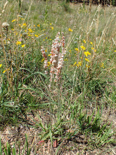 Eriogonum racemosum Redroot Buckwheat