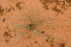 Eriogonum rotundifolium Roundleaf Buckwheat