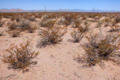 Eriogonum rotundifolium Roundleaf Buckwheat
