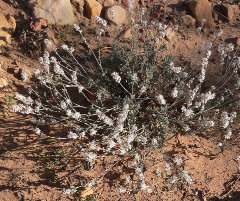 Eriogonum wrightii Shrubby Buckwheat Eriogonum wrightii Shrubby Buckwheat