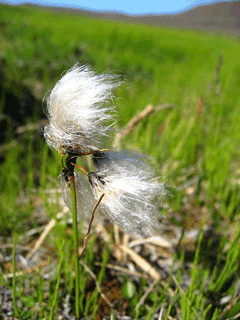 Eriophorum angustifolium Cotton Grass, Tall cottongrass